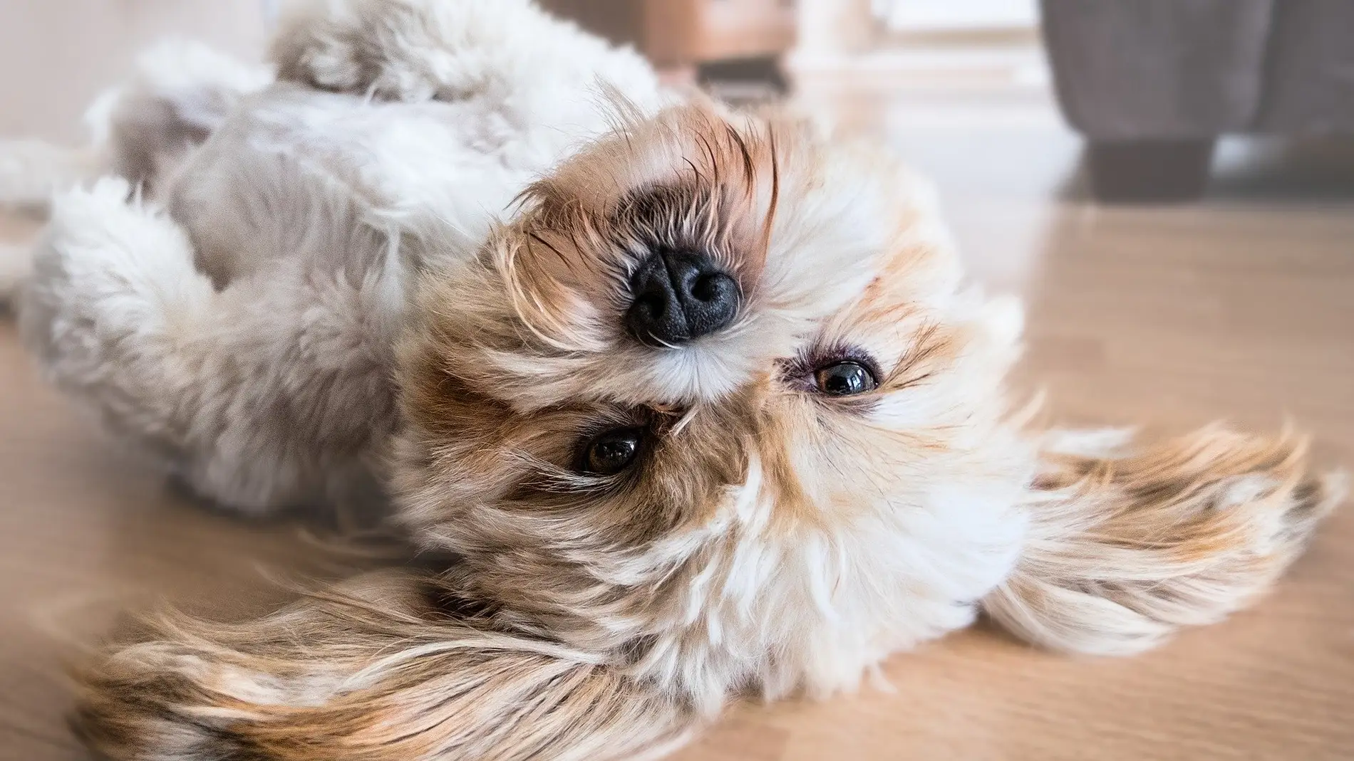 Como seguir cuidando de tu mascota ante la crisis del COVID 19