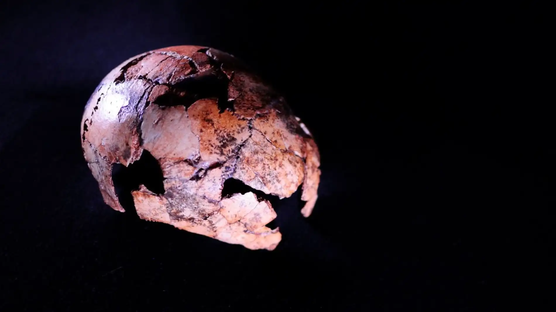 Cráneo de Homo erectus