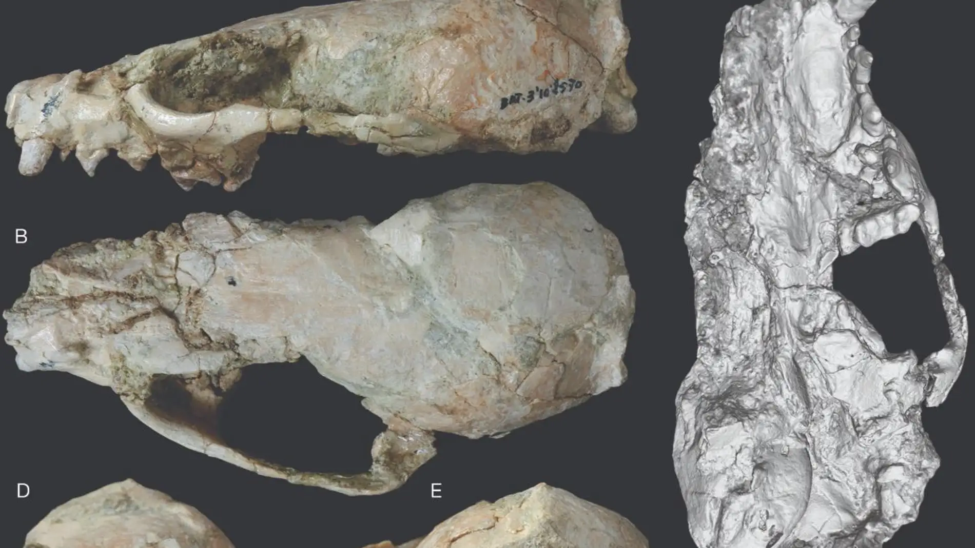 Esta especie de mustelido vivio en Madrid hace nueve millones de anos