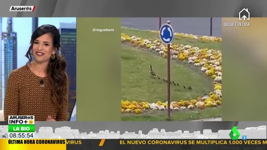 Una familia de patos invade las calles de Palencia Una familia de patos invade las calles de Palencia