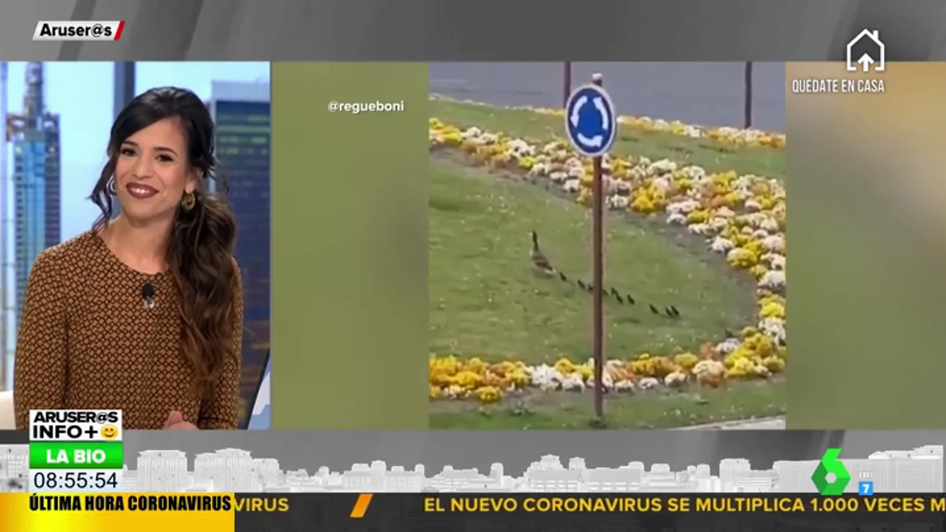 Una familia de patos invade las calles de Palencia 