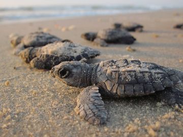 Imagen de tortugas marinas acercándose al agua tras nacer Imagen de tortugas marinas acercándose al agua tras nacer