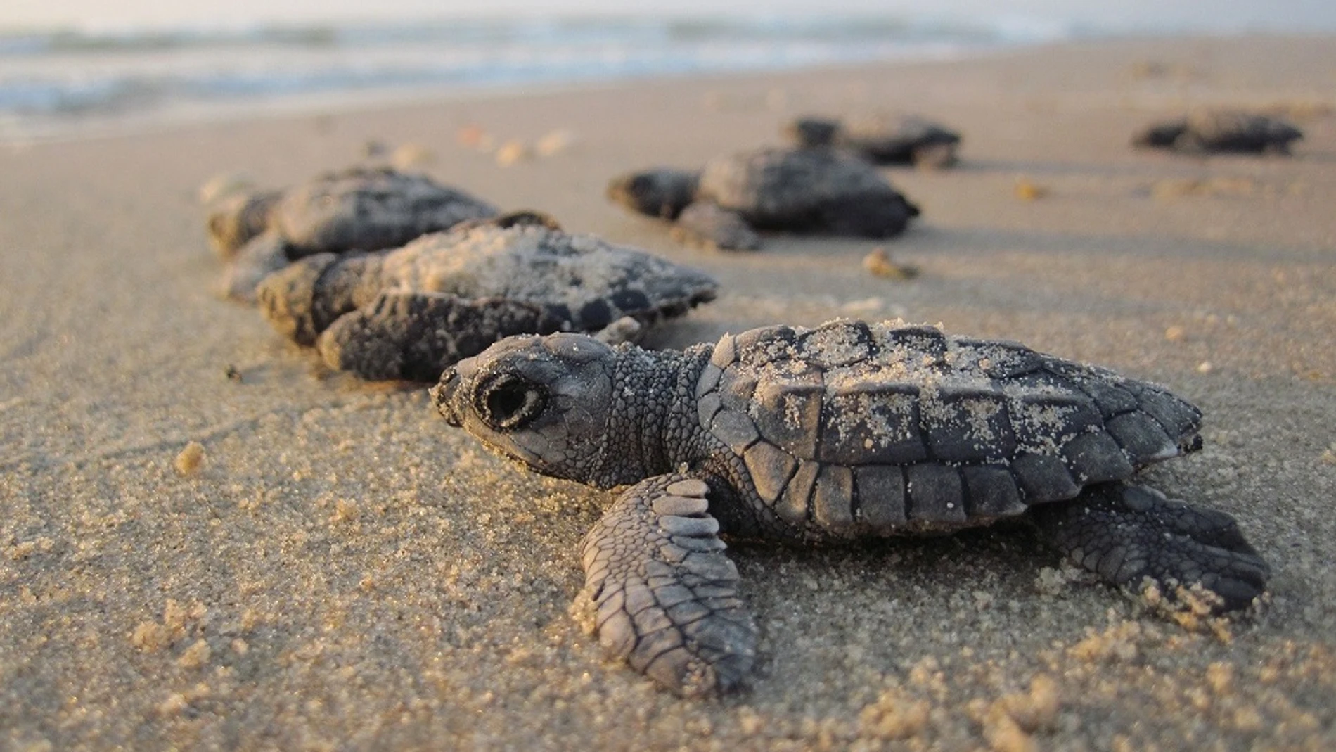 Imagen de tortugas marinas acercándose al agua tras nacer