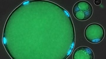 Herramientas geneticas permitiran estudiar el origen de los animales