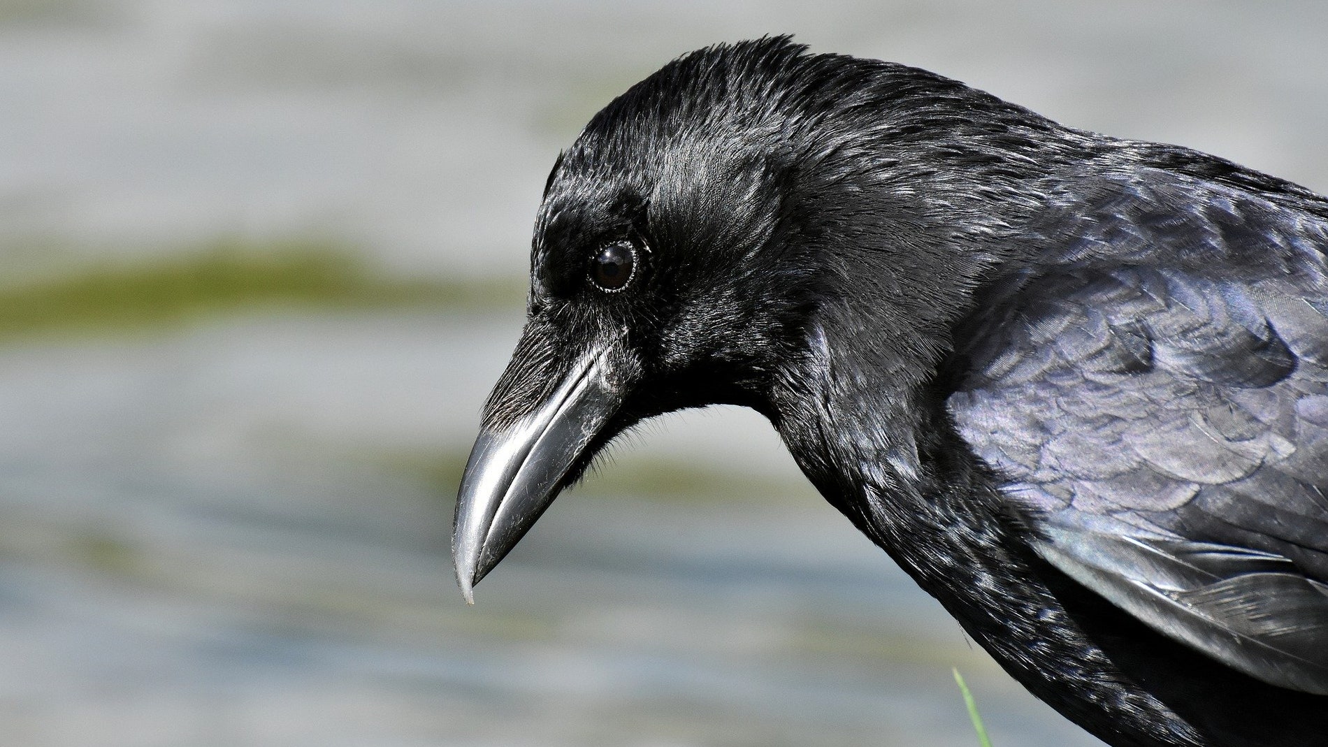 Las aves mas innovadoras reducen su riesgo de extincion