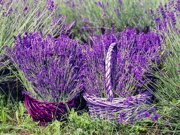Cestas de lavanda Cestas de lavanda
