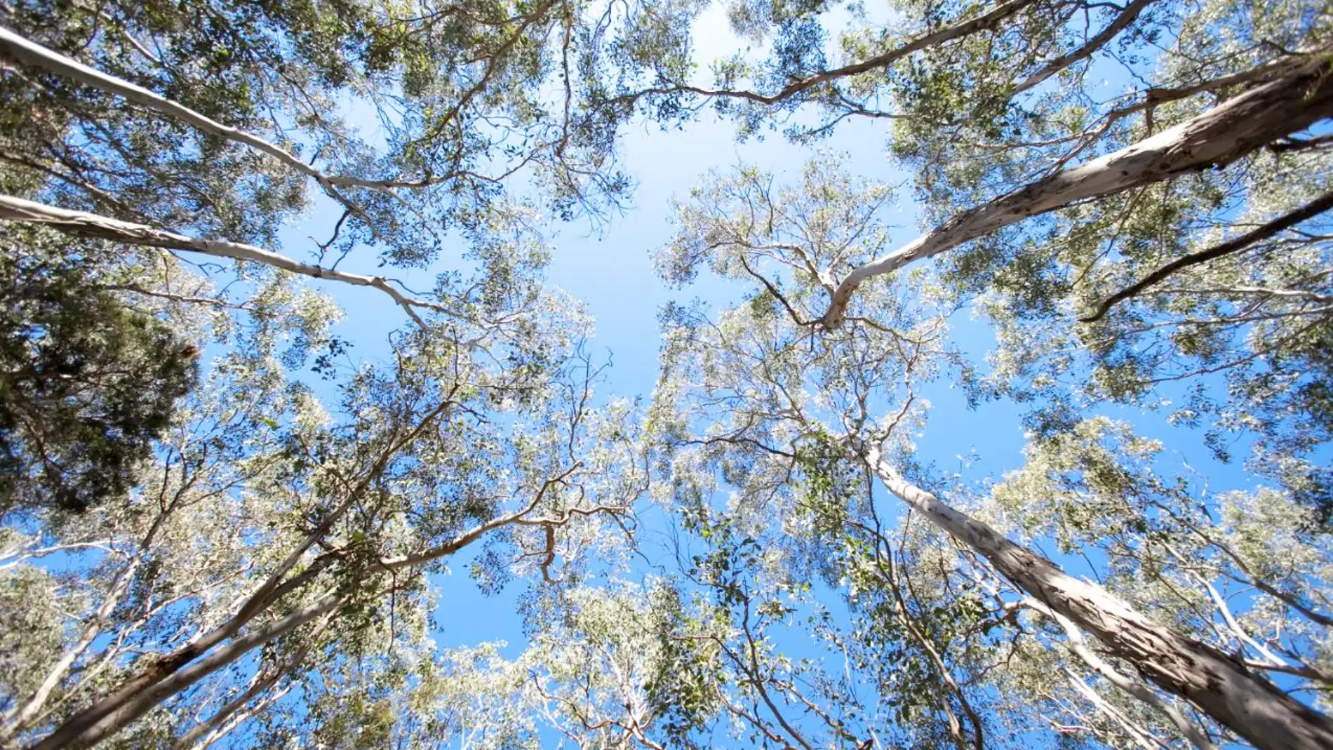 Los bosques maduros no almacenaran mas carbono de la atmosfera