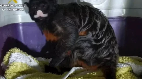 Rescatan en Calp a un mono de la especie Tamarino labiado Rescatan en Calp a un mono de la especie Tamarino labiado