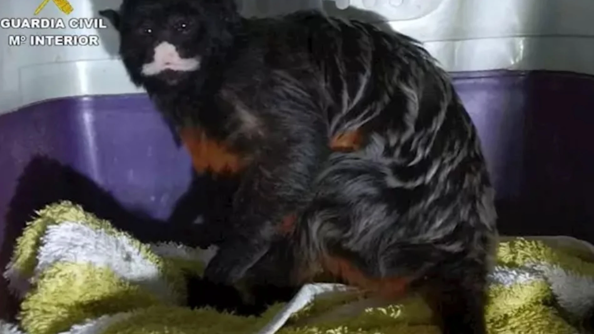 Rescatan en Calp a un mono de la especie Tamarino labiado
