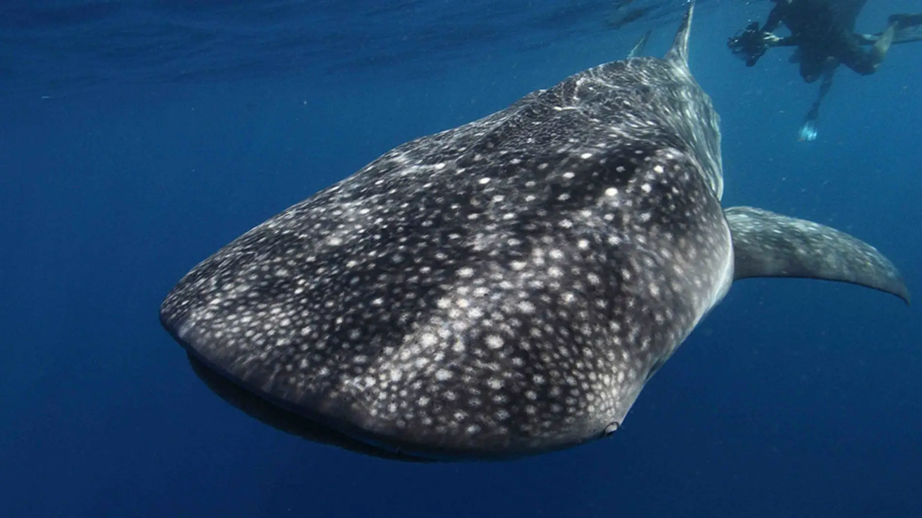 Tiburón ballena