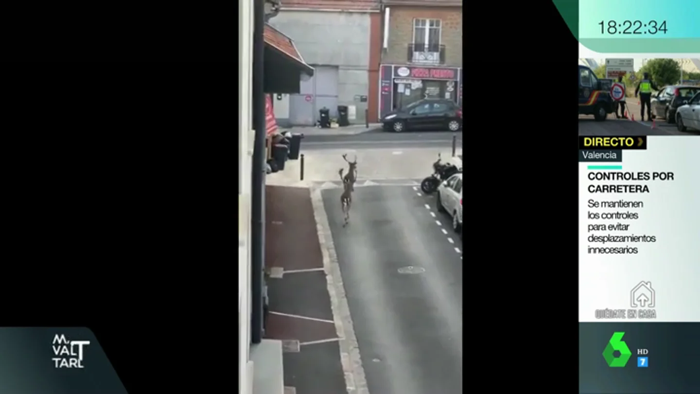 Ciervos paseando por las calles de París en pleno confinamiento por el coronavirus Ciervos paseando por las calles de París en pleno confinamiento por el coronavirus