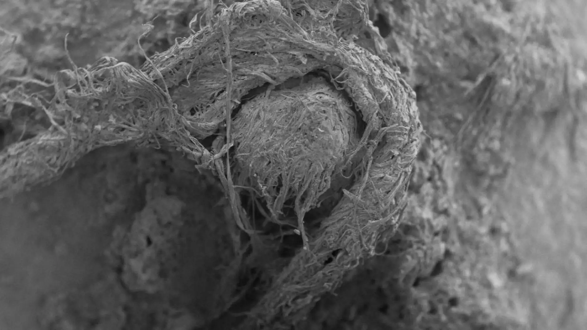 Hallada una cuerda confeccionada por neandertales con fibras naturales