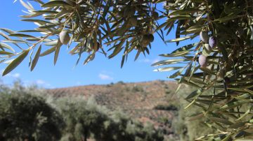Cultivo de olivos