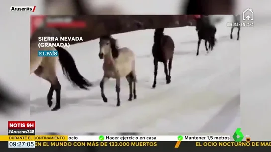 Una manada de caballos salvajes corre en libertad por las pistas de esquí de Sierra Nevada Una manada de caballos salvajes corre en libertad por las pistas de esquí de Sierra Nevada