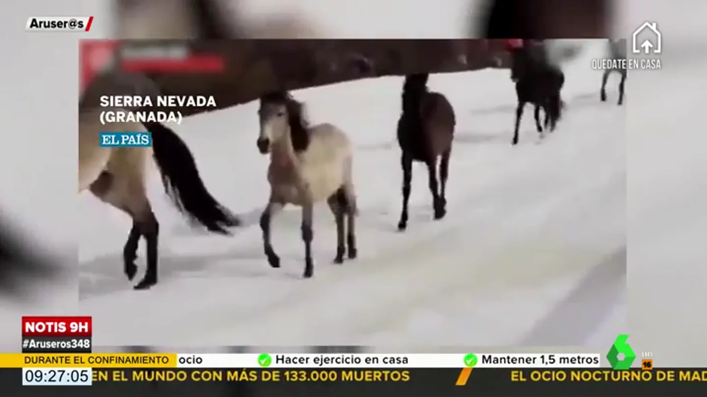 Una manada de caballos salvajes corre en libertad por las pistas de esquí de Sierra Nevada Una manada de caballos salvajes corre en libertad por las pistas de esquí de Sierra Nevada