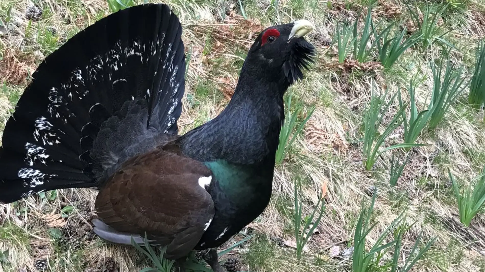 Urogallo común