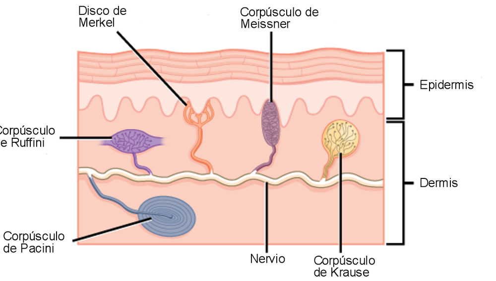 Tipos de sensores de la piel: termoreceptores (corpúsculos de Krause y Ruffini), mecanorreceptores (corpúsculos de Meissner, Pacini y Merkel)