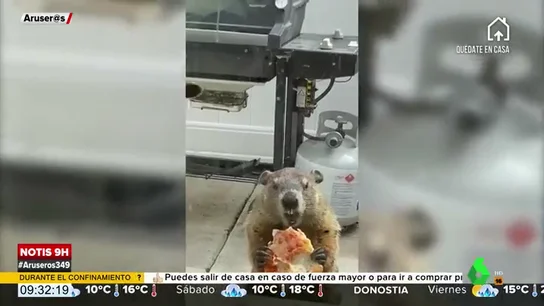 Marmota Marmota