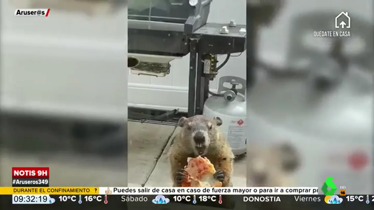 Marmota Marmota