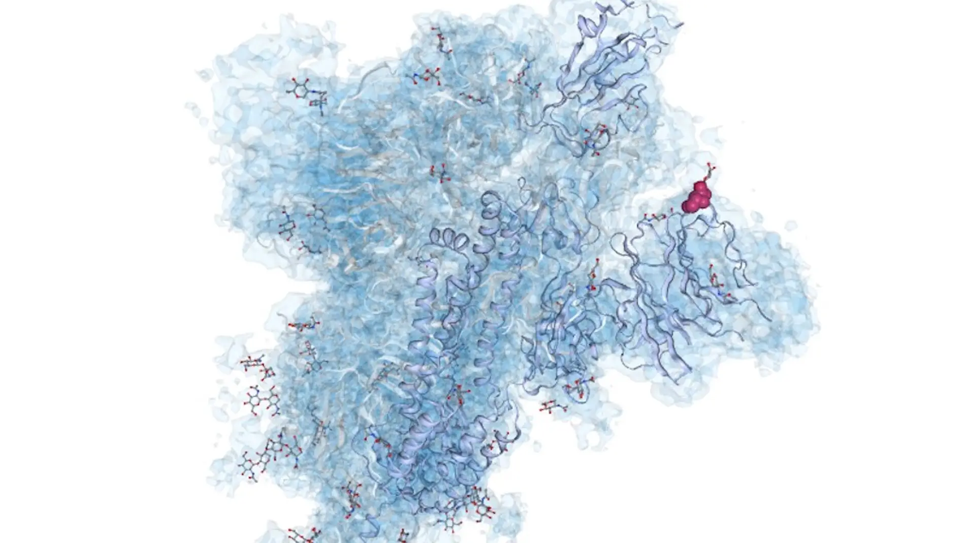 Una herramienta espanola integra informacion mundial sobre la estructura atomica del coronavirus