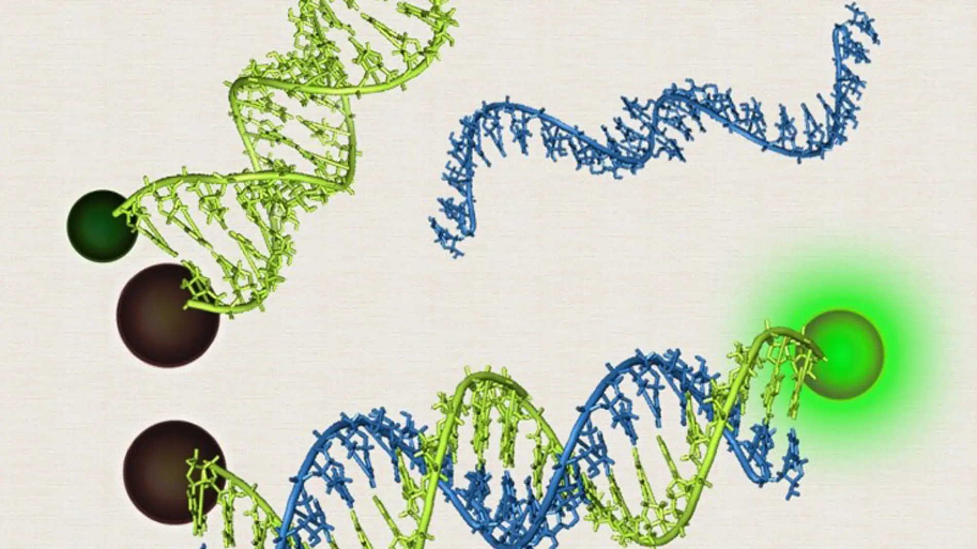 Reconstrucción de una baliza molecular.