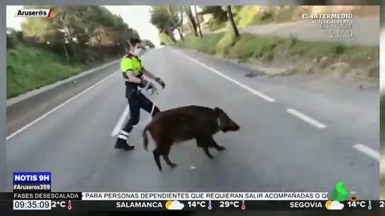 Un Mosso d'Esquadra se vuelve viral tras conseguir domar a un jabalí que había huido del bosque para adentrarse en Barcelona Un Mosso d'Esquadra se vuelve viral tras conseguir domar a un jabalí que había huido del bosque para adentrarse en Barcelona