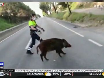Un Mosso d'Esquadra se vuelve viral tras conseguir domar a un jabalí que había huido del bosque para adentrarse en Barcelona Un Mosso d'Esquadra se vuelve viral tras conseguir domar a un jabalí que había huido del bosque para adentrarse en Barcelona