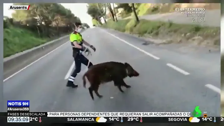 Un Mosso d'Esquadra se vuelve viral tras conseguir domar a un jabalí que había huido del bosque para adentrarse en Barcelona