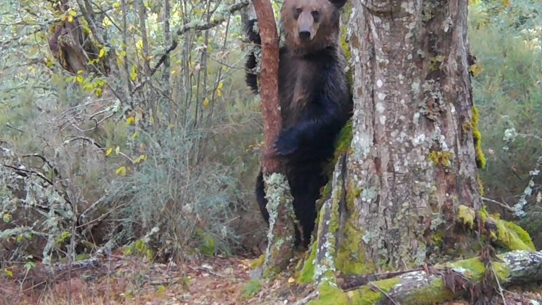 Oso pardo