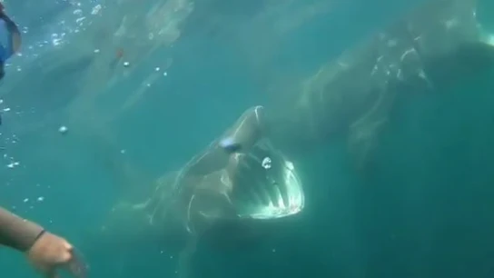 Tiburones en Irlanda Tiburones en Irlanda