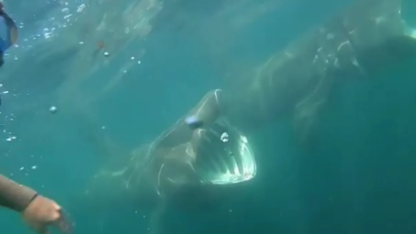 Tiburones en Irlanda Tiburones en Irlanda
