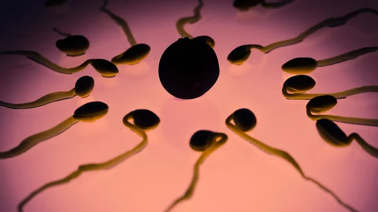 Recreación del esperma en torno a un óvulo Recreación del esperma en torno a un óvulo