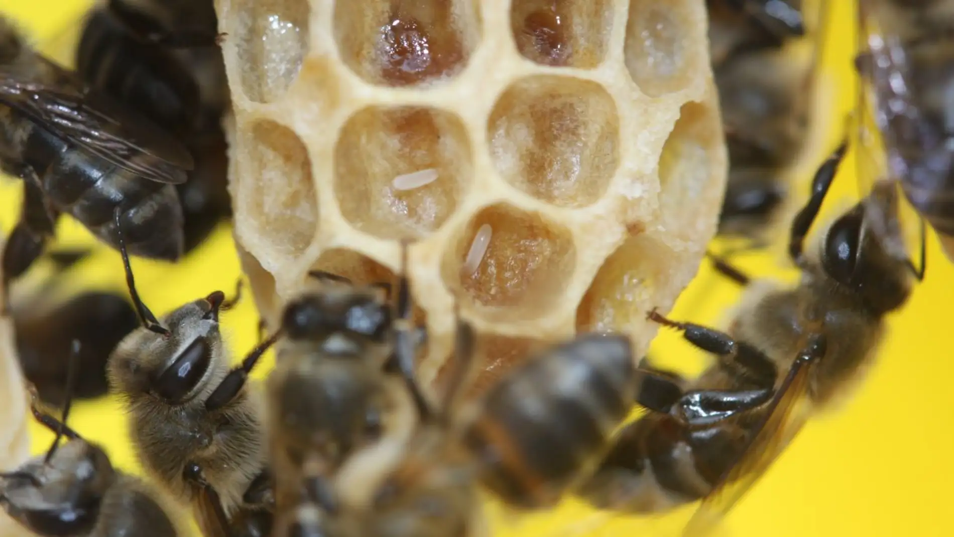 Abejas en una colmena