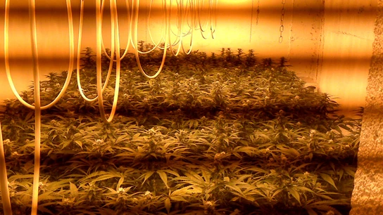Una plantación de marihuana Una plantación de marihuana