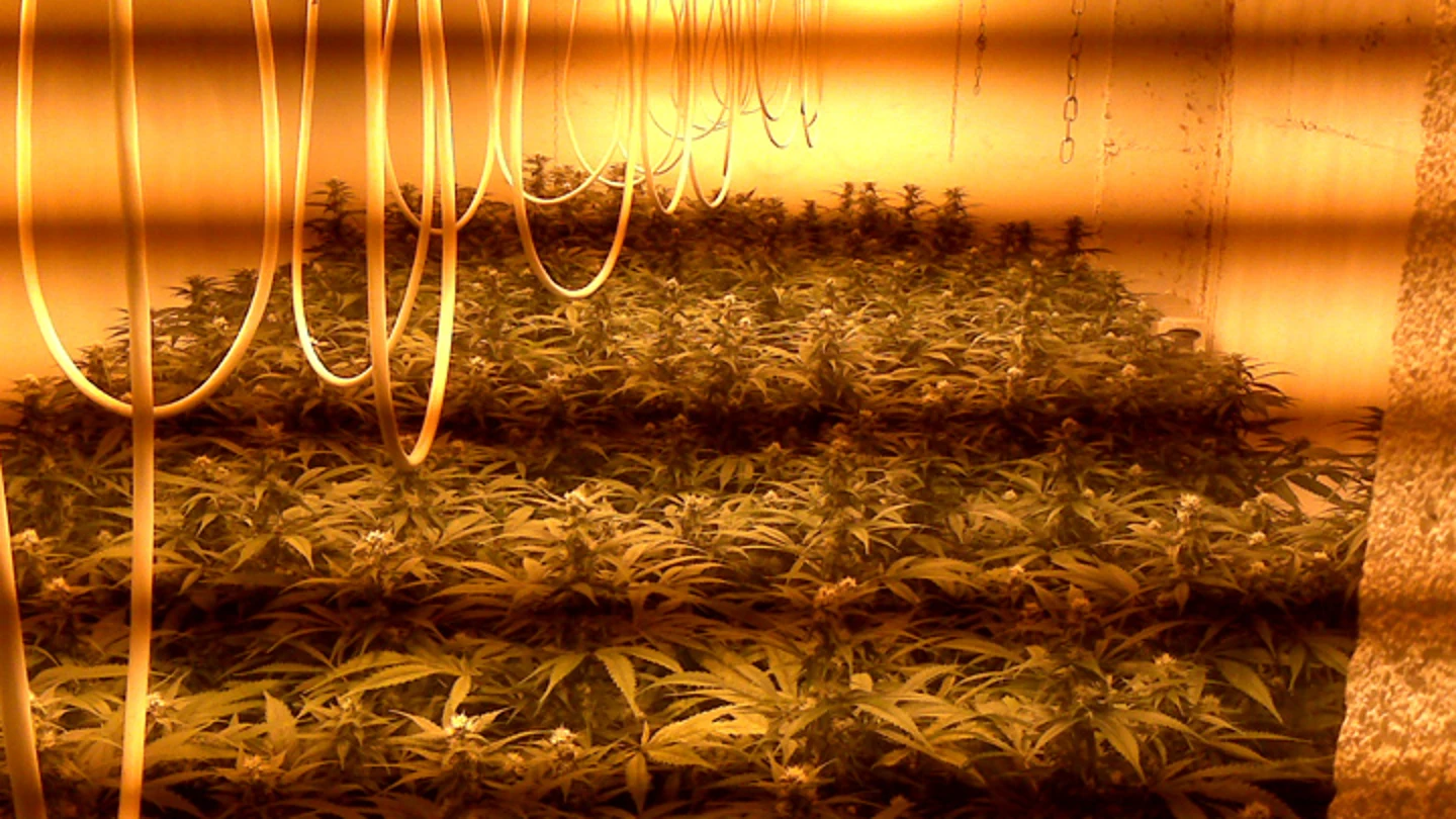 Una plantación de marihuana Una plantación de marihuana