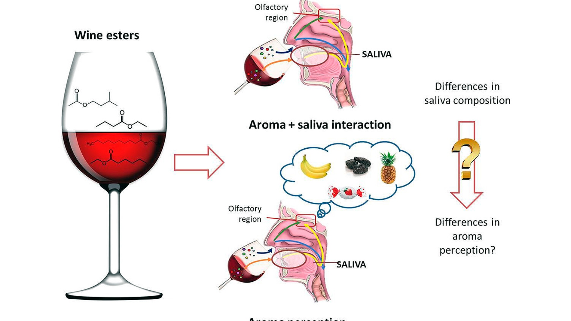 La saliva de cada persona influye en la percepcion del sabor frutal del vino