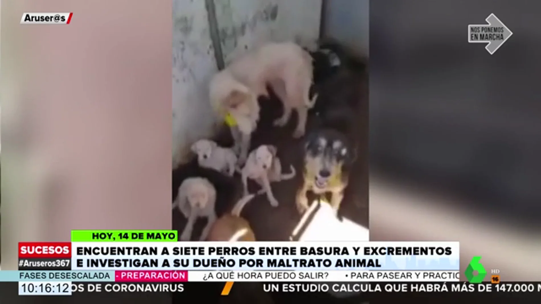 Encuentran a siete perros lesionados entre basura y excrementos en una caseta en La Rioja