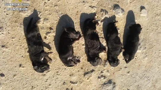 Imagen facilitada por la Guardia Civil de los cachorros Imagen facilitada por la Guardia Civil de los cachorros