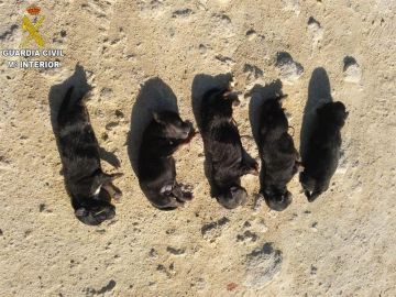 Imagen facilitada por la Guardia Civil de los cachorros Imagen facilitada por la Guardia Civil de los cachorros
