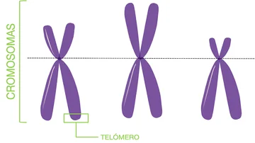 Esquema de cromosomas y telómero
