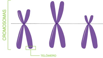 Esquema de cromosomas y telómero Esquema de cromosomas y telómero