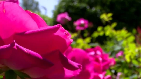 Imagen de archivo de una flor Imagen de archivo de una flor