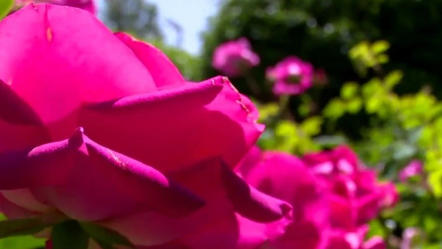 Imagen de archivo de una flor