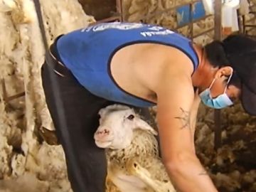 Así trabajan los esquiladores uruguayos llegados a España en plena pandemia Así trabajan los esquiladores uruguayos llegados a España en plena pandemia