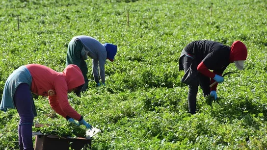 Inmigrantes campo Inmigrantes