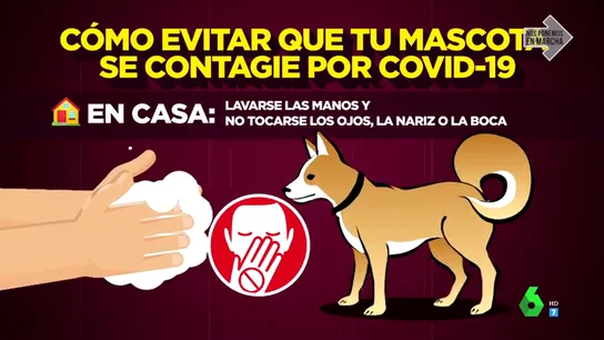 perros perros