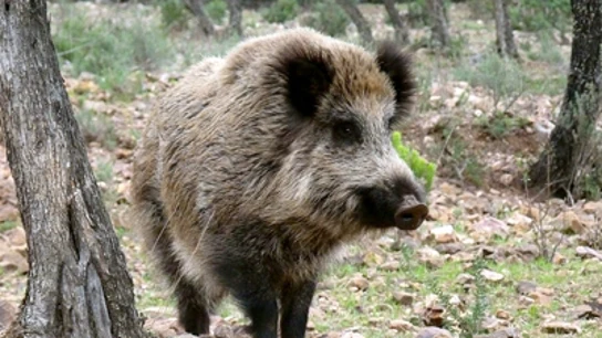 Jabalí. Jabalí.