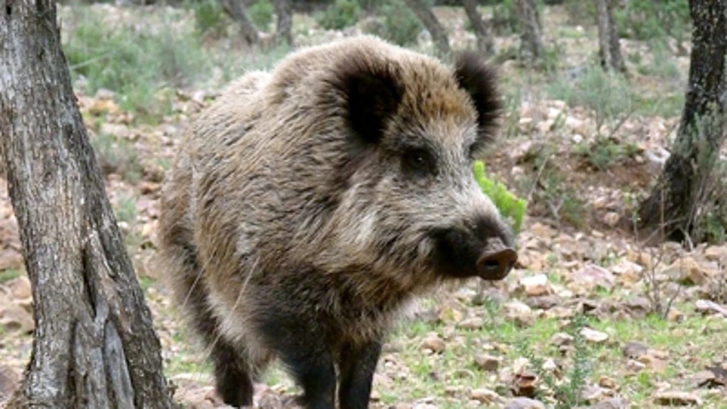 Jabalí. Jabalí.