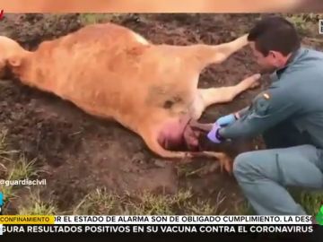 El acto heroico de un guardia civil al ayudar a una vaca de parto que se encontraba inmóvil y rodeada de cuervos El acto heroico de un guardia civil al ayudar a una vaca de parto que se encontraba inmóvil y rodeada de cuervos