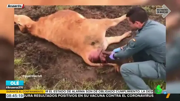 El acto heroico de un guardia civil al ayudar a una vaca de parto que se encontraba inmóvil y rodeada de cuervos 